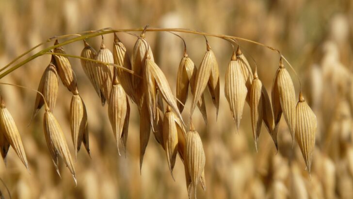 Avena e dieta senza glutine