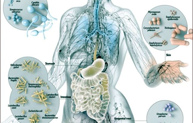 L’educazione del sistema immunitario e il microbiota umano