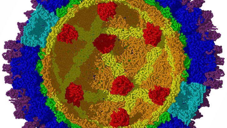 Reovirus rotavirus e celiachia